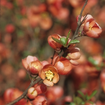 Chaenomeles speciosa 'Knaphill Scarlet' (030259)