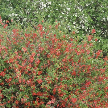 Chaenomeles speciosa 'Knaphill Scarlet' (030261)