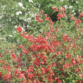 Chaenomeles speciosa 'Knaphill Scarlet' (030262)