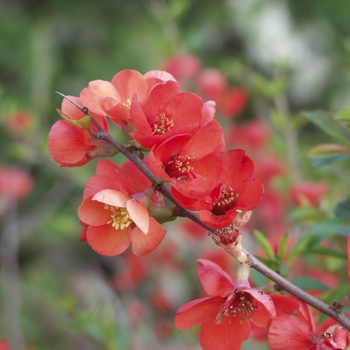 Chaenomeles speciosa 'Knaphill Scarlet' (030263)