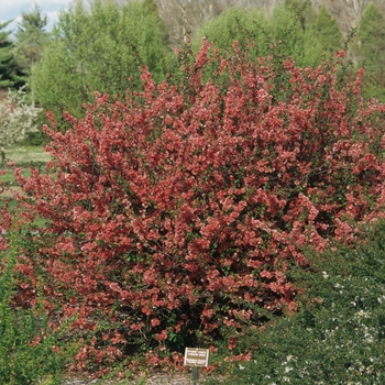 Chaenomeles x superba 'Nicoline' (030264)