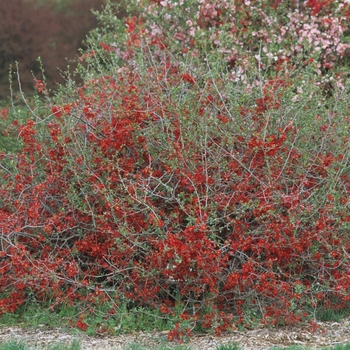 Chaenomeles x superba 'Nicoline' (030265)