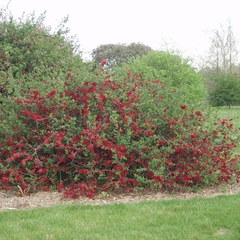 Chaenomeles x superba 'Nicoline' (030267)