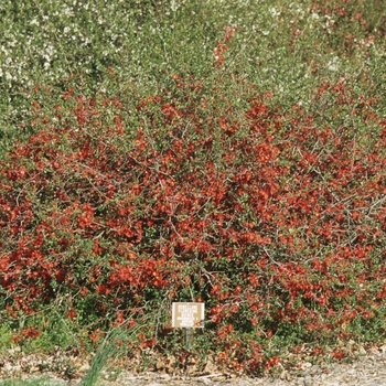 Chaenomeles x superba 'Rowallane' (030270)