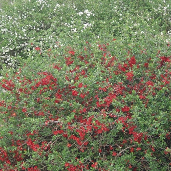 Chaenomeles x superba 'Rowallane' (030272)