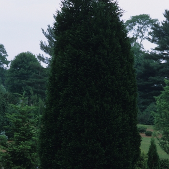 Chamaecyparis lawsoniana '' (030273)