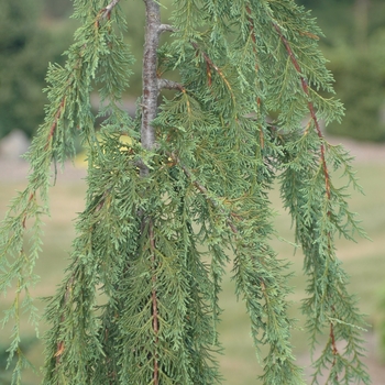 Chamaecyparis nootkatensis 'Van den Akker' (030284)