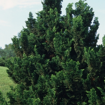 Chamaecyparis obtusa 'Rigid Dwarf' (030297)