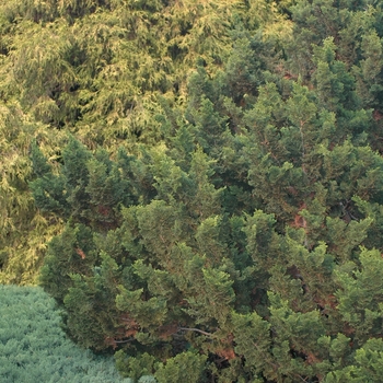 Chamaecyparis obtusa 'Rigid Dwarf' (030298)