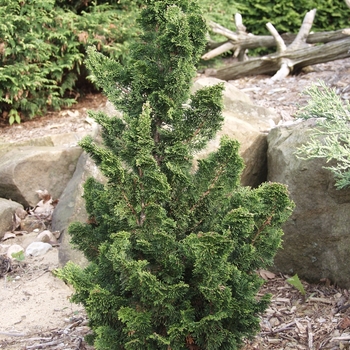 Chamaecyparis obtusa 'Rigid Dwarf' (030300)