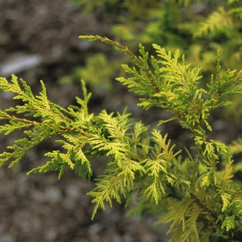 Chamaecyparis pisifera 'Gold Spangle' (030313)