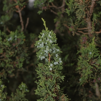 Chamaecyparis thyoides 'Andeleyensis' (030332)