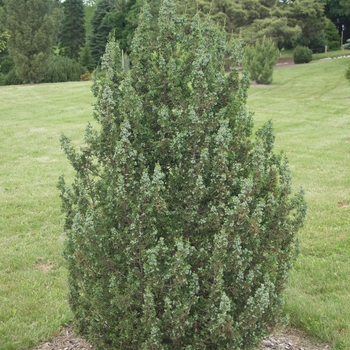 Chamaecyparis thyoides 'Andeleyensis' (030333)