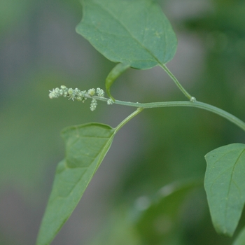 Chenopodium simplex '' (030343)