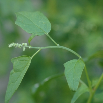 Chenopodium simplex '' (030344)