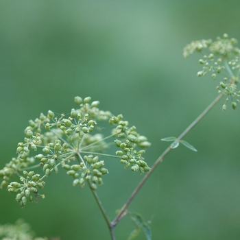 Cicuta maculata '' (030361)