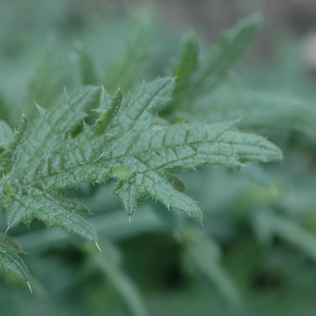 Cirsium vulgare '' (030362)