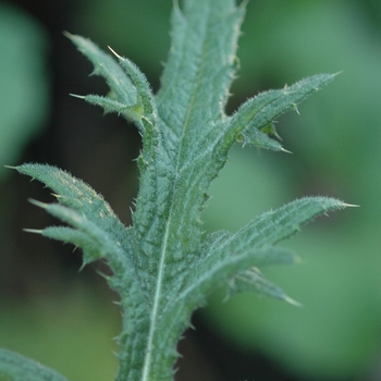 Cirsium vulgare '' (030363)