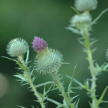 Cirsium vulgare '' (030364)