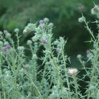 Cirsium vulgare '' (030365)