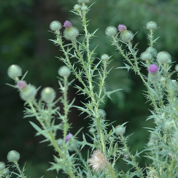 Cirsium vulgare '' (030366)