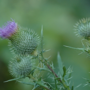 Cirsium vulgare '' (030367)