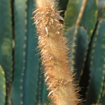 Cleistocactus strausii '' (030368)