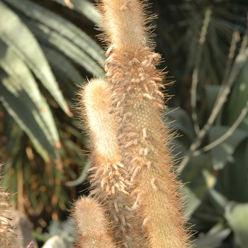 Cleistocactus strausii '' (030369)