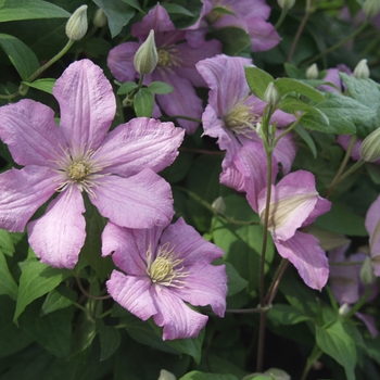 Clematis 'Comtesse De Bouchard' (030376)