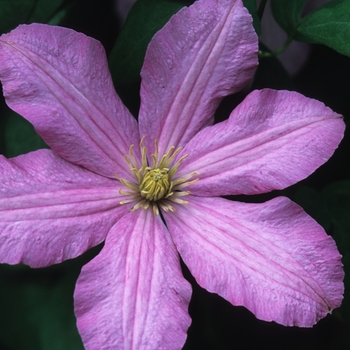 Clematis 'Comtesse De Bouchard' (030378)