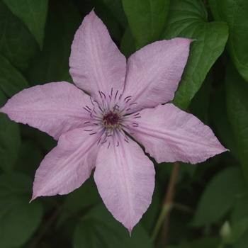 Clematis 'Hagley Hybrid ('Pink Chiffon')' (030390)