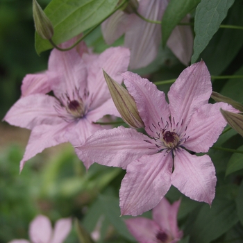 Clematis 'Hagley Hybrid ('Pink Chiffon')' (030391)