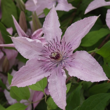 Clematis 'Hagley Hybrid ('Pink Chiffon')' (030394)