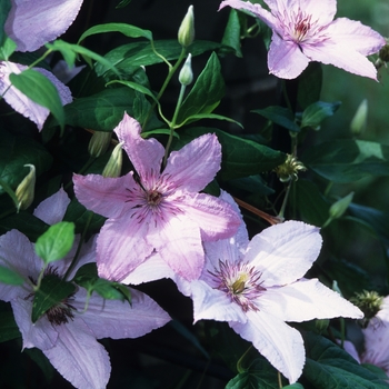 Clematis 'Hagley Hybrid ('Pink Chiffon')' (030395)