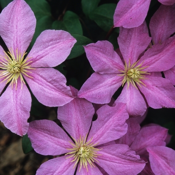 Clematis 'Madame Baron Veillard' (030414)