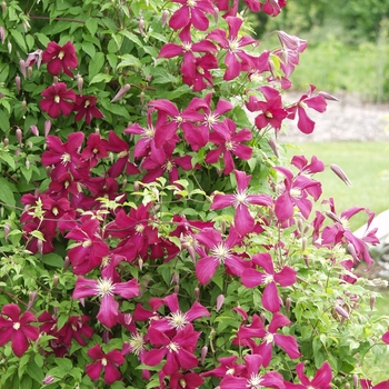 Clematis viticella 'Madame Julia Correvon' (030415)