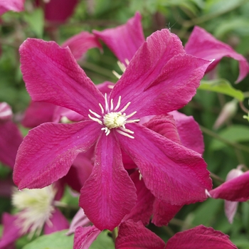 Clematis viticella 'Madame Julia Correvon' (030416)