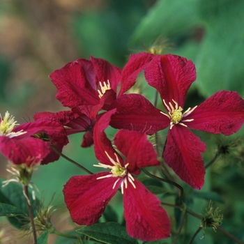 Clematis viticella 'Madame Julia Correvon' (030417)