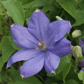 Clematis 'Mrs. Cholmondeley' (030418)