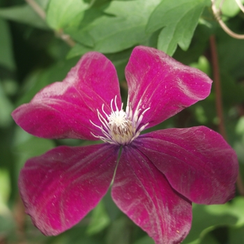 Clematis 'Rouge Cardinal' (030437)