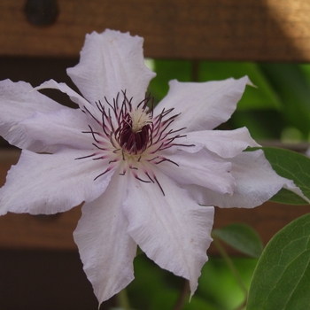 Clematis 'Snow Queen' (030440)