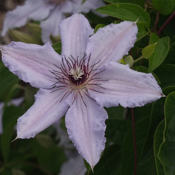 Clematis 'Snow Queen' (030442)