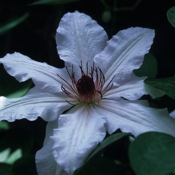 Clematis 'Snow Queen' (030443)