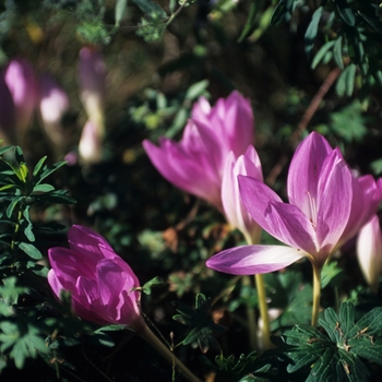 Colchicum speciosum '' (030495)