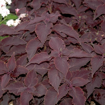 Coleus 'Sorcerer' (030497)