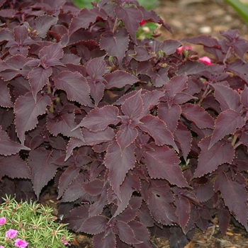 Coleus 'Sorcerer' (030498)