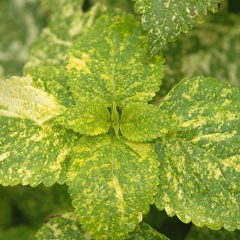 Coleus Stained Glassworks™ 'Emerald and Snow' (030502)