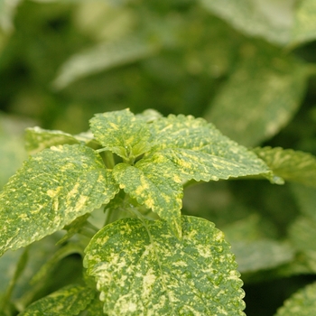 Coleus Stained Glassworks™ 'Emerald and Snow' (030503)