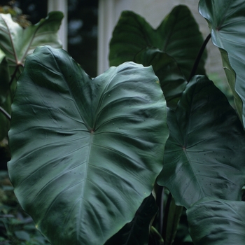 Colocasia esculenta 'Violet Stem' (030506)