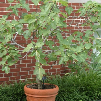 Ficus carica 'Brown Turkey' (030510)